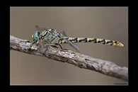 Onychogomphus forcipatus, thumbnail 18 / 20