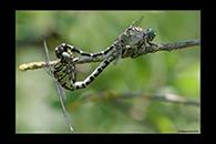 Onychogomphus forcipatus, thumbnail 20 / 20