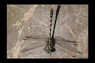 Onychogomphus uncatus, thumbnail 1 / 20