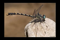Onychogomphus uncatus, thumbnail 2 / 20
