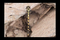 Onychogomphus uncatus, thumbnail 4 / 20