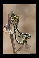 Onychogomphus uncatus, thumbnail 5 / 20