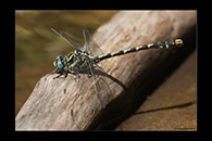 Onychogomphus uncatus, thumbnail 10 / 20