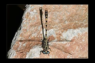 Onychogomphus uncatus, thumbnail 11 / 20