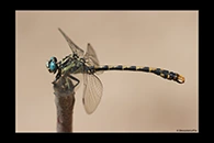 Onychogomphus uncatus, thumbnail 12 / 20