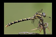 Onychogomphus uncatus, thumbnail 16 / 20