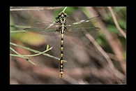 Onychogomphus uncatus, thumbnail 18 / 20