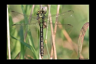 Ophiogomphus cecilia, thumbnail 2 / 20