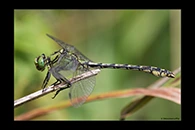 Ophiogomphus cecilia, thumbnail 4 / 20