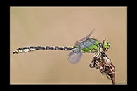 Ophiogomphus cecilia, thumbnail 6 / 20