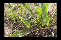 Ophiogomphus cecilia, thumbnail 13 / 20