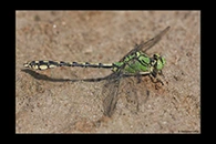 Ophiogomphus cecilia, thumbnail 14 / 20