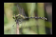 Ophiogomphus cecilia, thumbnail 17 / 20