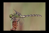 Ophiogomphus cecilia, thumbnail 18 / 20
