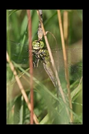 Ophiogomphus cecilia, thumbnail 19 / 20
