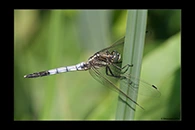 Orthetrum albistylum, thumbnail 1 / 20