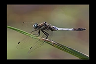 Orthetrum albistylum, thumbnail 2 / 20