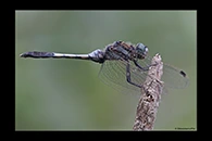 Orthetrum albistylum, thumbnail 5 / 20