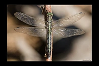 Orthetrum albistylum, thumbnail 9 / 20