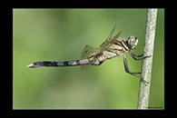 Orthetrum albistylum, thumbnail 10 / 20