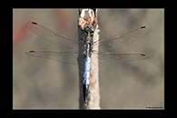 Orthetrum albistylum, thumbnail 12 / 20