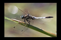 Orthetrum albistylum, thumbnail 16 / 20
