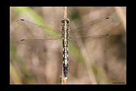 Orthetrum albistylum, thumbnail 17 / 20