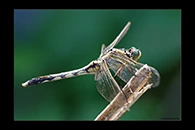 Orthetrum albistylum, thumbnail 18 / 20