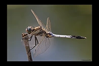 Orthetrum albistylum, thumbnail 19 / 20