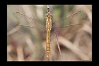 Orthetrum brunneum, thumbnail 3 / 20