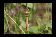 Orthetrum brunneum, thumbnail 5 / 20