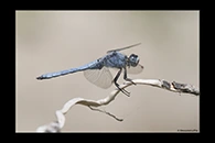 Orthetrum brunneum, thumbnail 6 / 20