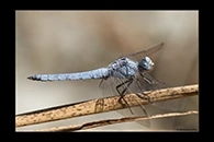 Orthetrum brunneum, thumbnail 11 / 20