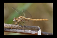 Orthetrum brunneum, thumbnail 12 / 20