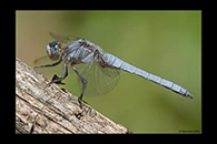 Orthetrum brunneum, thumbnail 13 / 20