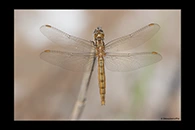 Orthetrum brunneum, thumbnail 14 / 20