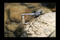 Orthetrum brunneum, thumbnail 15 / 20