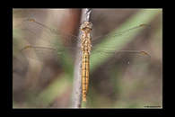 Orthetrum brunneum, thumbnail 16 / 20
