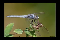 Orthetrum brunneum, thumbnail 18 / 20