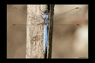 Orthetrum brunneum, thumbnail 20 / 20