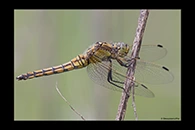 Orthetrum cancellatum, thumbnail 2 / 20