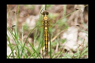 Orthetrum cancellatum, thumbnail 3 / 20