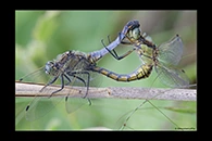 Orthetrum cancellatum, thumbnail 4 / 20