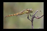 Orthetrum cancellatum, thumbnail 5 / 20