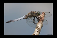 Orthetrum cancellatum, thumbnail 6 / 20