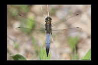 Orthetrum cancellatum, thumbnail 7 / 20