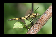 Orthetrum cancellatum, thumbnail 8 / 20