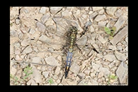 Orthetrum cancellatum, thumbnail 9 / 20
