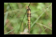 Orthetrum cancellatum, thumbnail 10 / 20