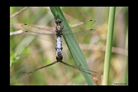 Orthetrum cancellatum, thumbnail 11 / 20